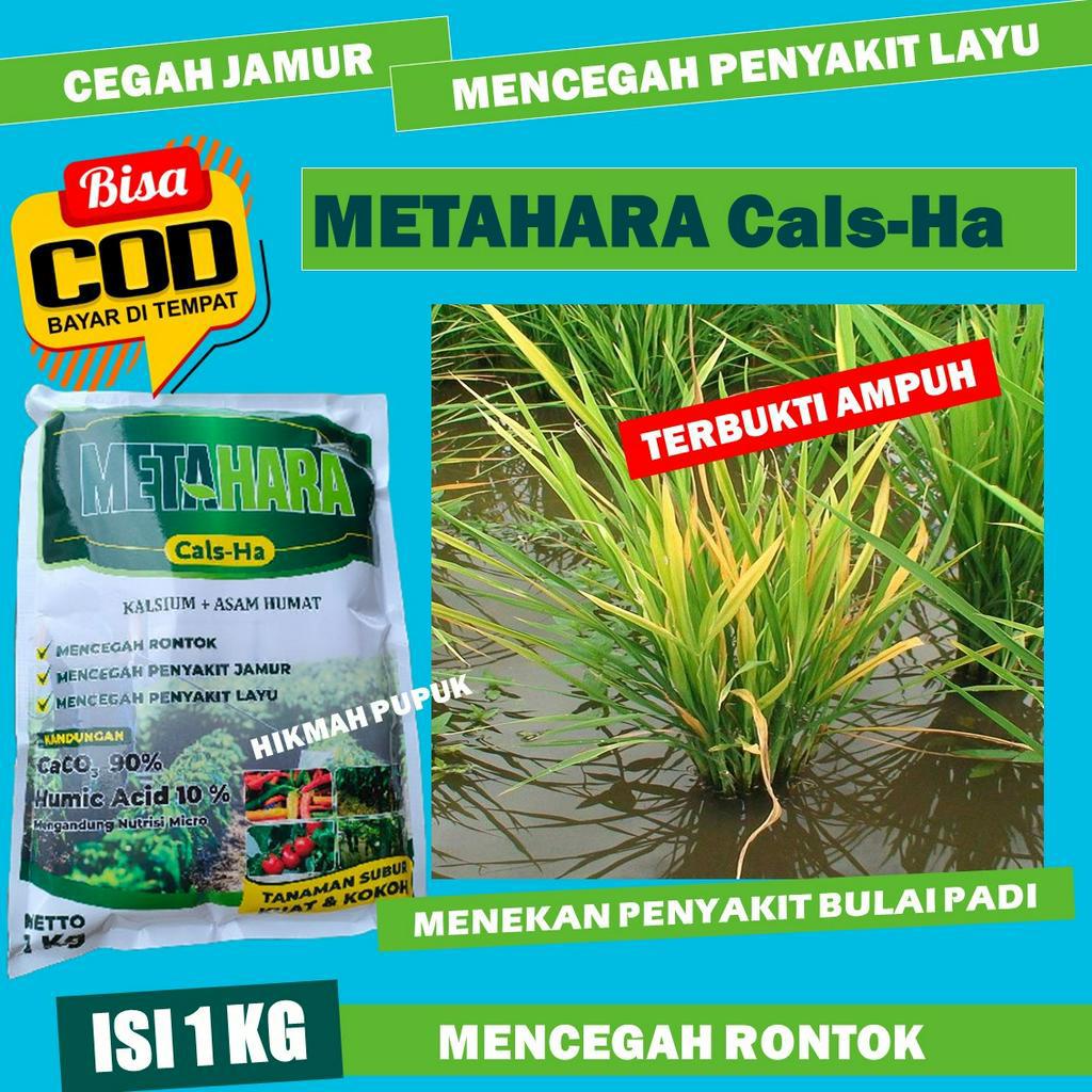 PUPUK CEGAH PADI KERDIL PALING AMPUH METAHARA Pelebat Daun Padi Saat Padi Bunting Obat Cair tanaman 