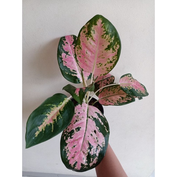 Tanaman Aglonema Kochin Pink indukan jumbo besar rimbun