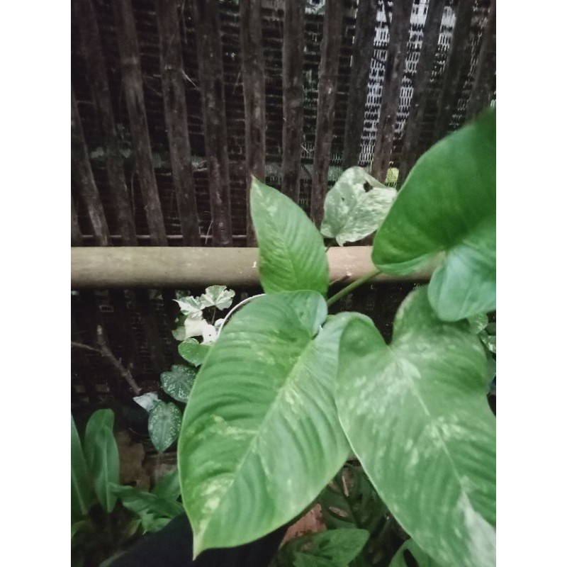 tanaman hias homalomena varigata mewah