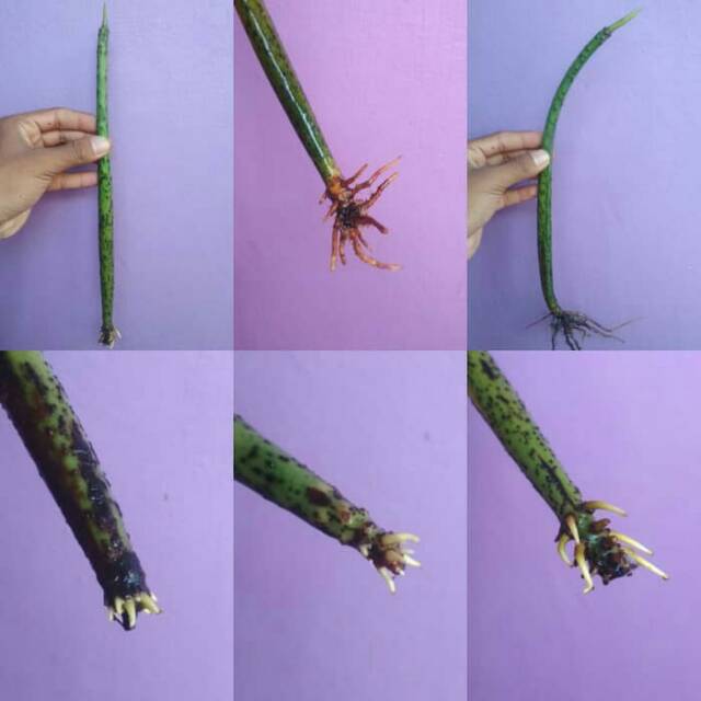 bibit mangrove tanaman hiasan tanaman aquarium tanaman akuarium