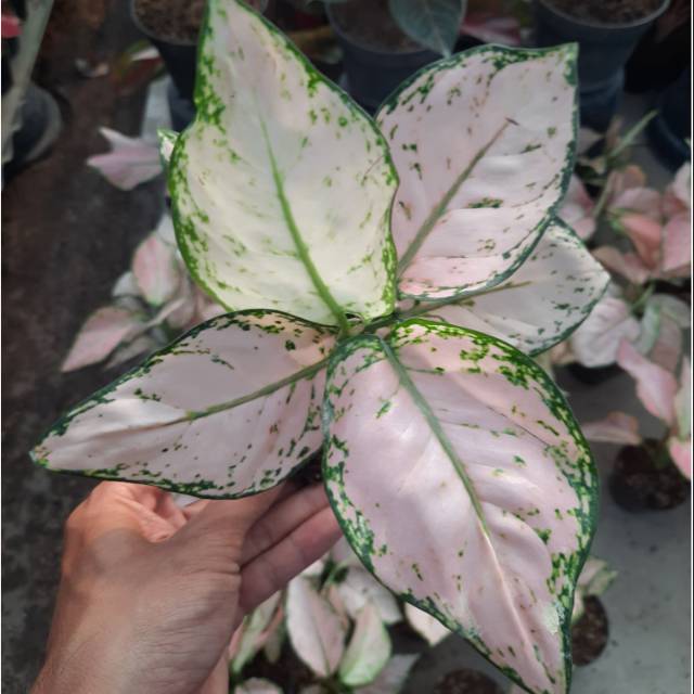 Bisa Cod Pink Star Tissue Aglonema Aglaonema Tanaman Hias Bunga Indor Audor Thailand Shopee Indonesia