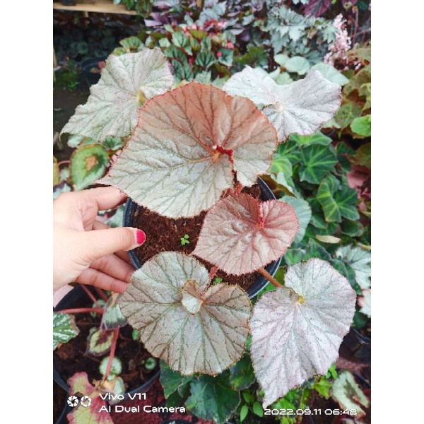 begonia keong silver pink remaja