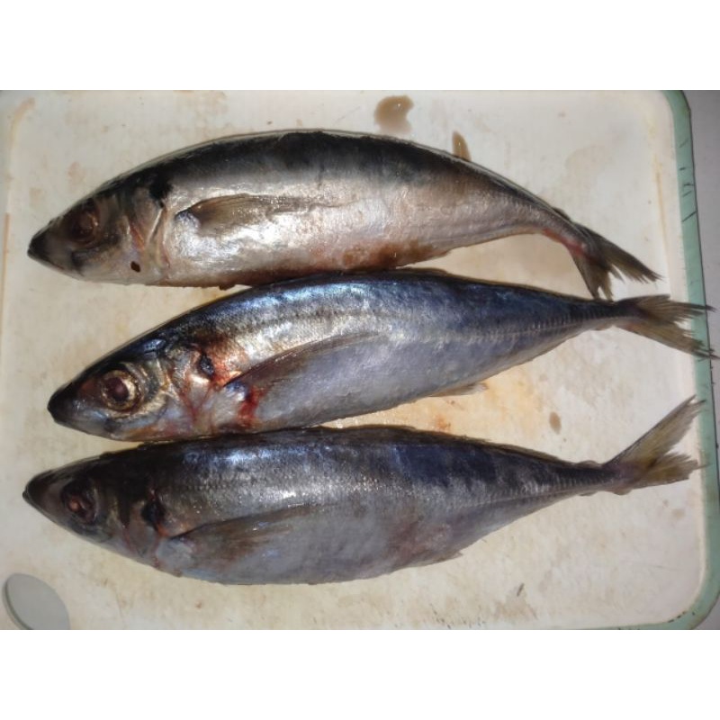 

Ikan Salem segar 500 grm