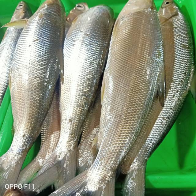 

Ikan Bandeng