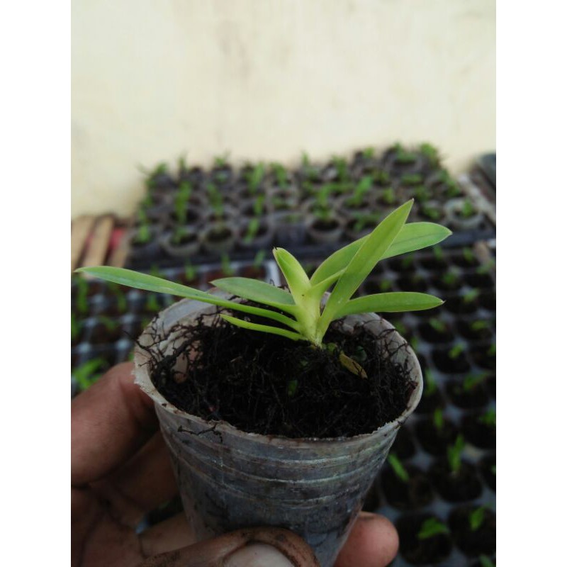 Seedling Vanda Hybrid Thailand