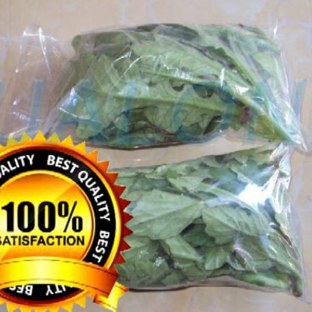 

<Z-AMQ <✪ daun dewa segar asli organik 100gram bukan tapak liman tanpa pestisida |amanah