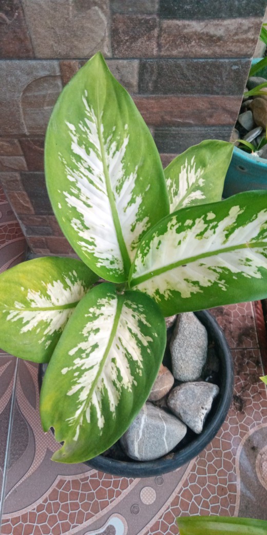 Benih Labu Baby Kabocha Pumpkin - Biji Bibit Buah