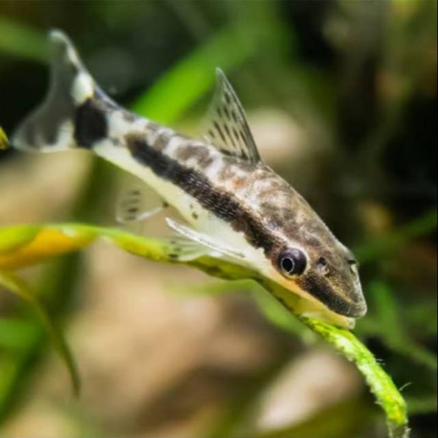 Ikan hias ottocinclus affinis algae eater