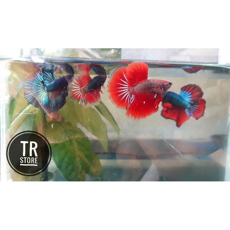 Ikan Hias || Ikan Cupang || Halfmoon