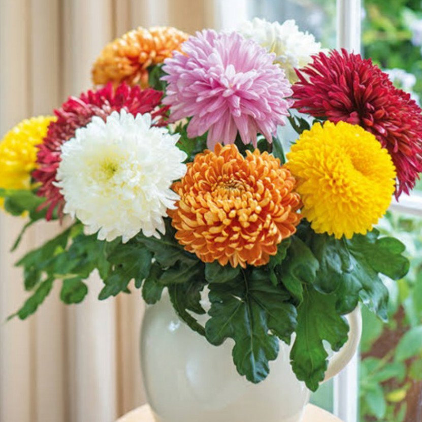 5 Bibit Bunga Krisan Rainbow Mix Biji Benih Tanaman Bunga Chrysanthemum Rainbow Mixed Aster Murah