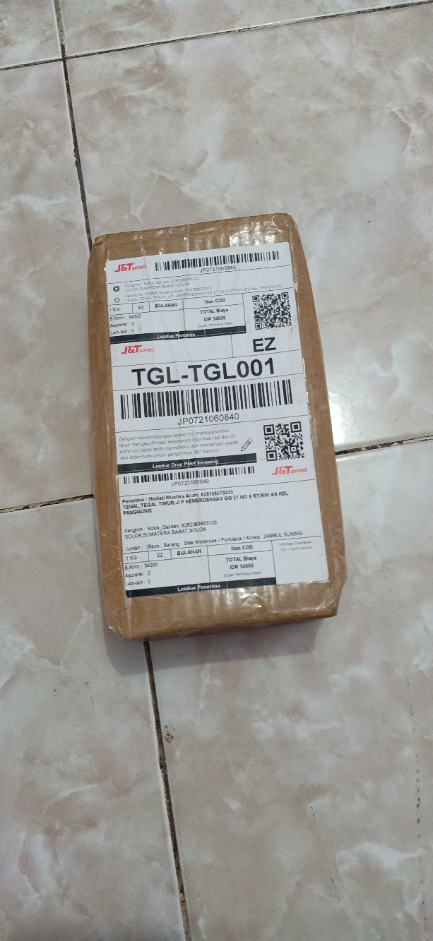 Stek Mossrose / Portulaca / Krokot  Tumpuk Warna Merah  (perbatang)