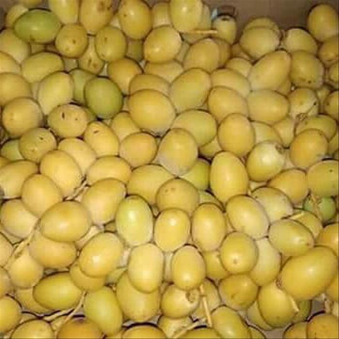 

New Arrival - Kurma Muda 500Gr| Kurma Segar | Ruthob | Obat Penyubur Kandungan