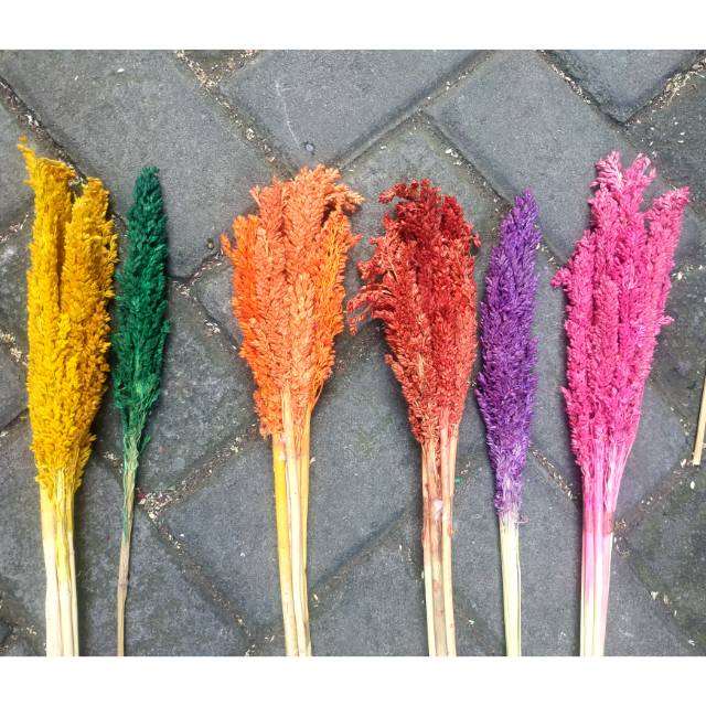 Bunga Kering Cantel Warna