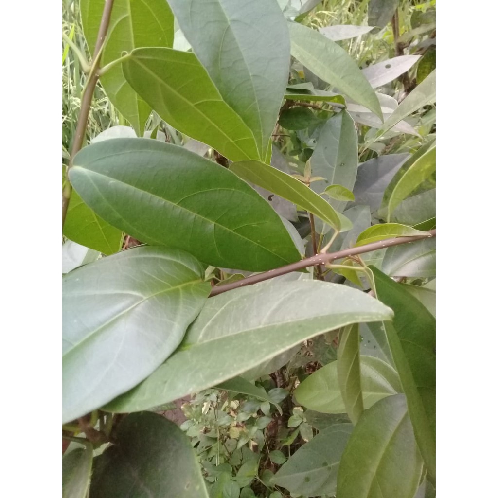 

Daun cincau hijau 200 gram