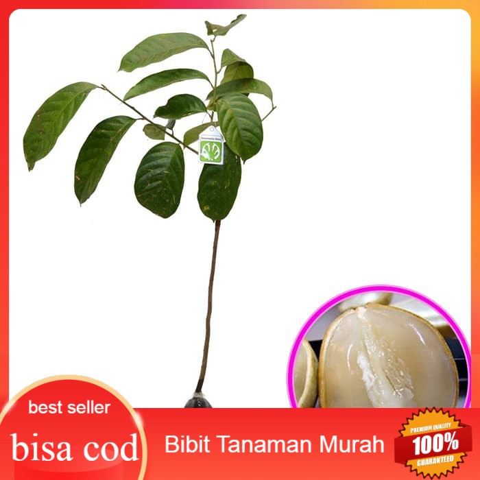 Bibit Buah Duku Palembang
