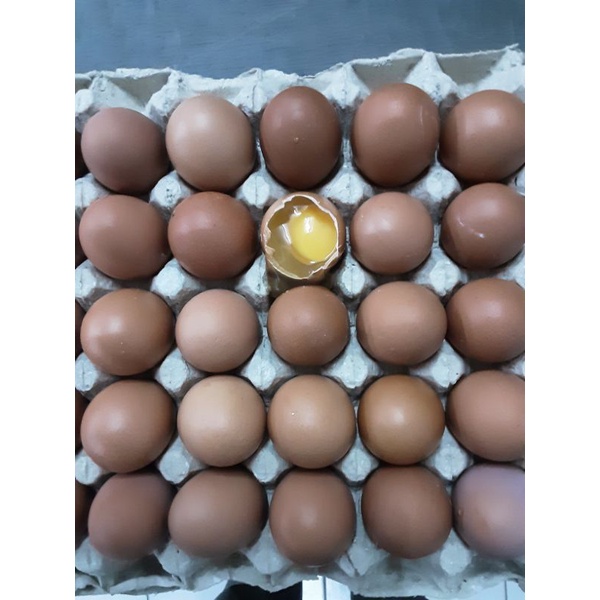 Telur Ayam Negeri  fresh 15 Kg