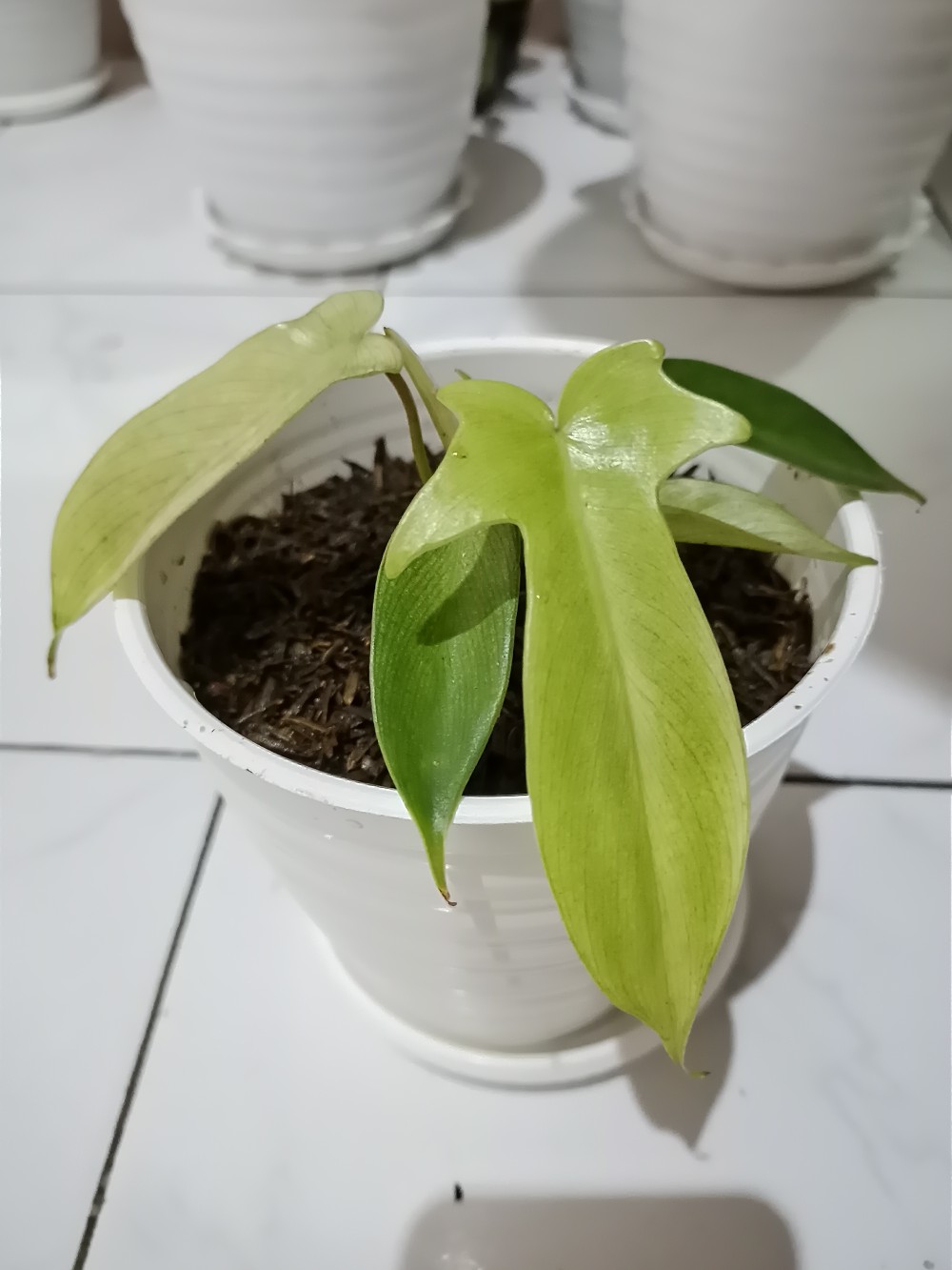 Tanaman Philodendron Florida Ghost