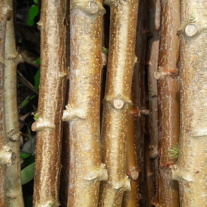 

Stek singkong manis 1kg