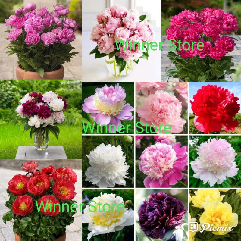 Bibit Benih Bunga Peony Peoni Mix (1 Butir)