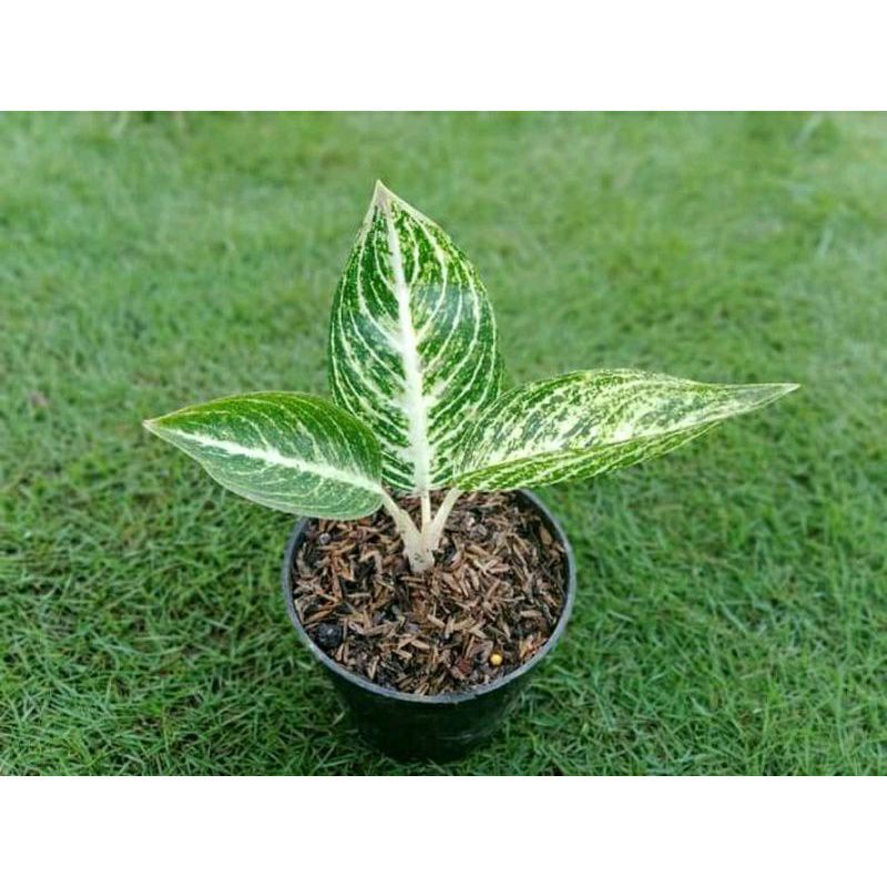 anakan aglonema legacy white