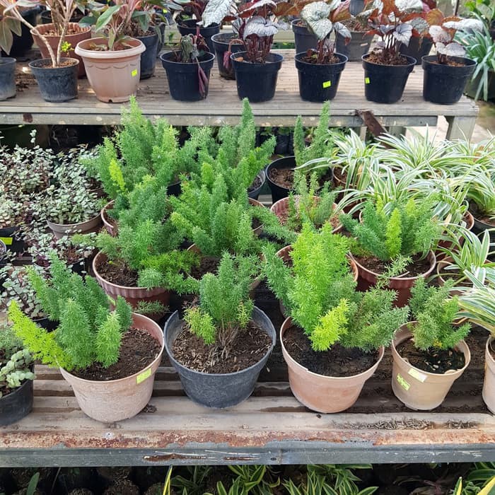 Jual Ekor Musang K Asparagus Meyeri Atau Tanaman Ekor Tupai Limited Shopee Indonesia