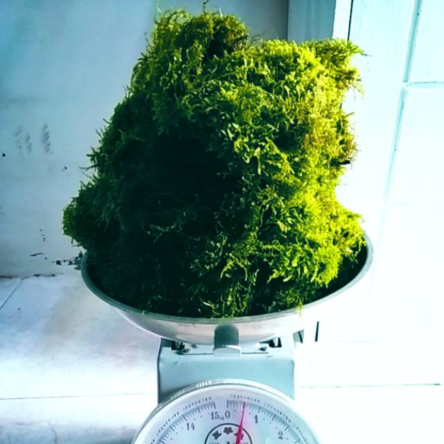 Weeping wiping moss murah 1/2kg aquascape akuarium