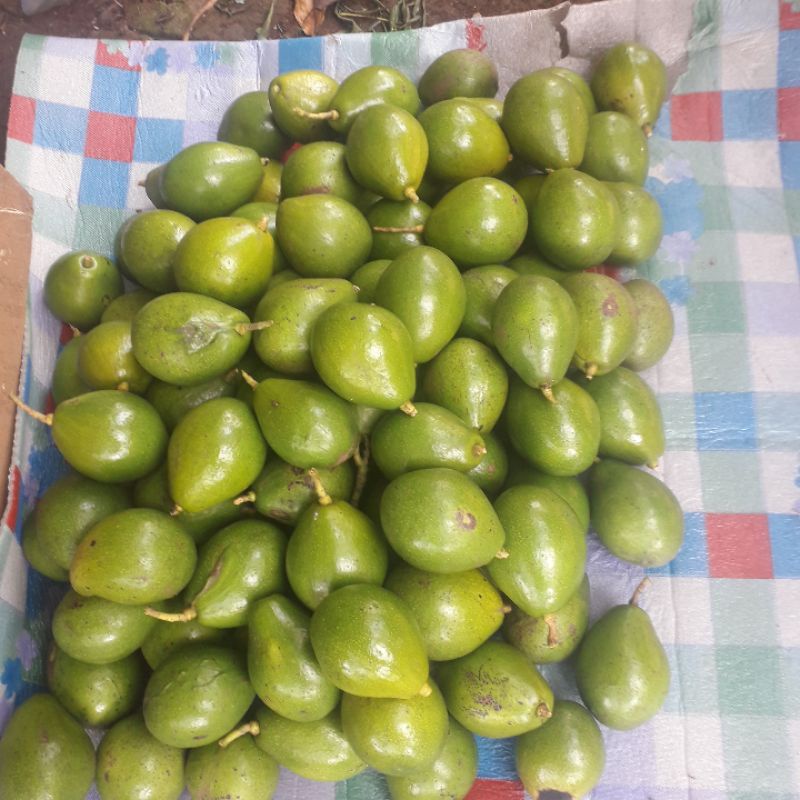 

alpukat mentega organik.. alpukat mentega lampung