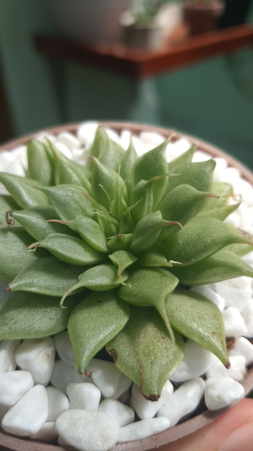 Sukulen Dan Kaktus Mini (echeveria ‘graptopetalum Filiferum’)
