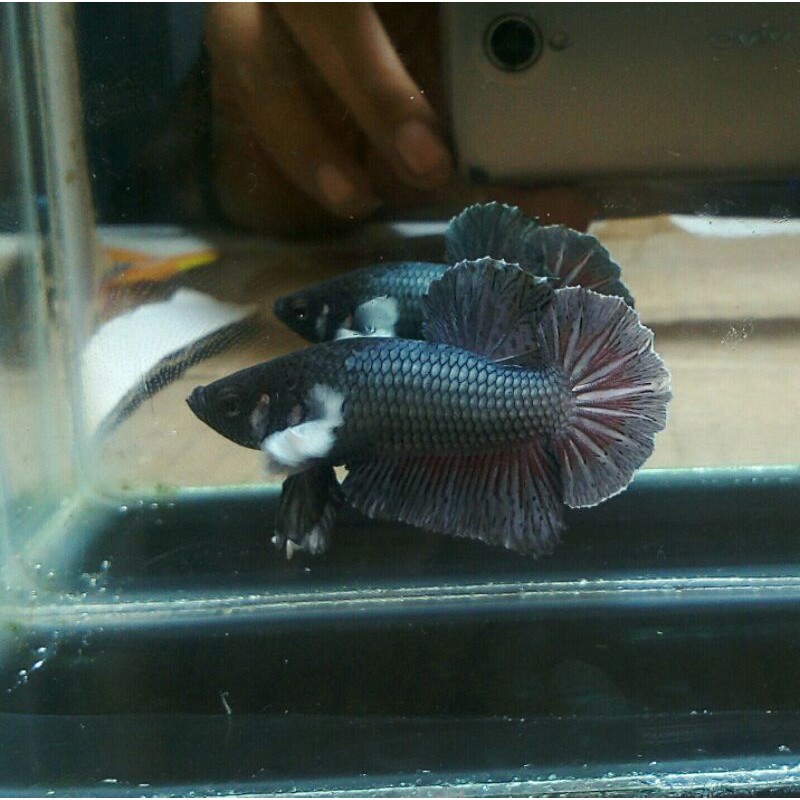 cupang dumbo ear cooper/real pic