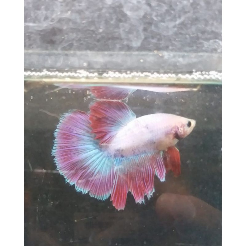 Ikan Cupang Giant Red Dragon Lavender HMPK (male)
