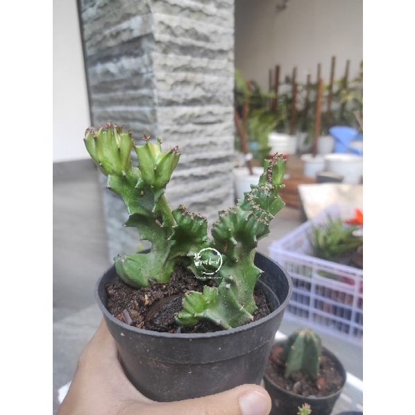 Kaktus Euphorbia Lactea Cristata / Euphorbia Cactus