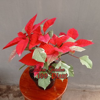 Jual Tanaman Hias Bunga Kastuba Variegata Merah | Shopee Indonesia