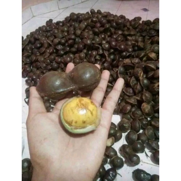 

JENGKOL TUA KULIT MURAH/JENGKOL TUA PENAMBAH NAPSU MKN