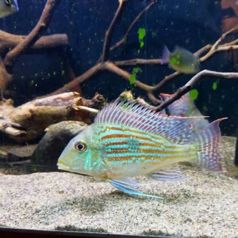 Ikan Cichlid Geophagus Sveni Rio Parana Uk 5-7cm