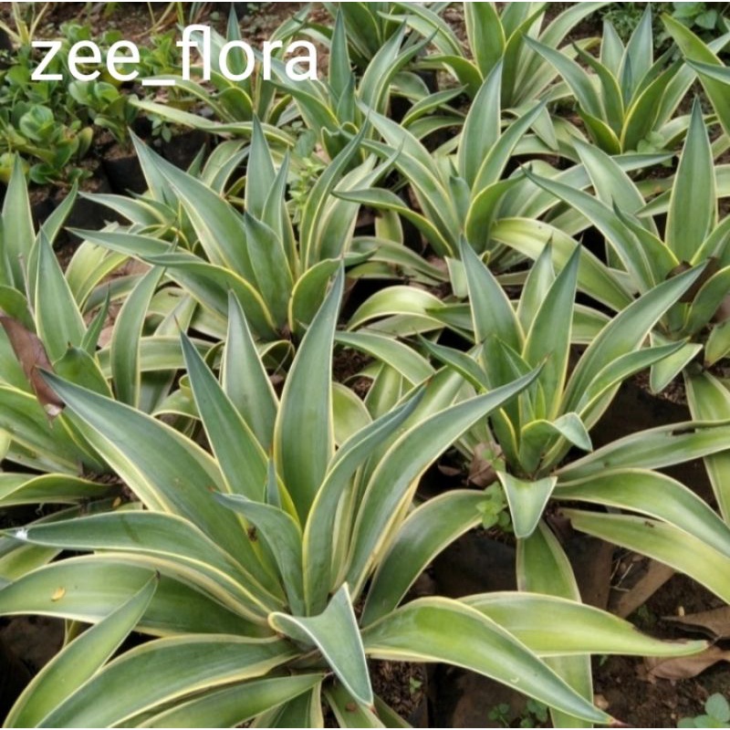 Pohon agave strip kuning | tanaman hidup agave