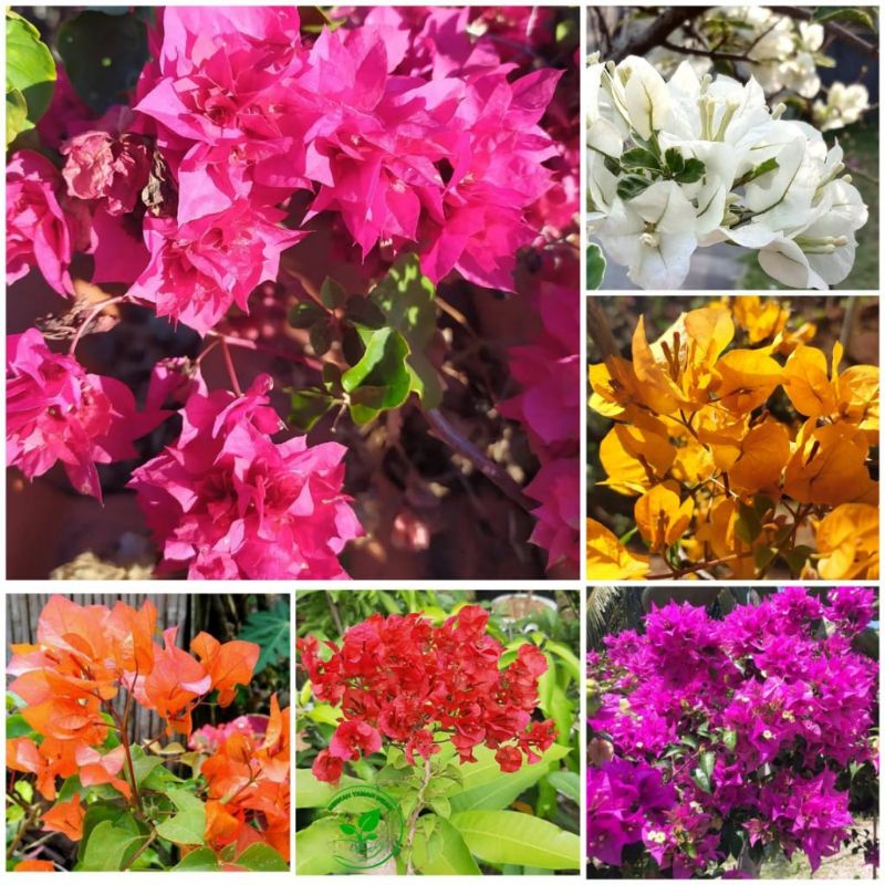 PAKET HEMAT 6 Jenis Bibit Bunga Bougenville