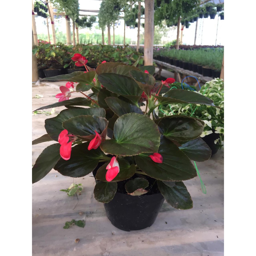 tanaman hias begonia jerman tanaman hias begonia bunga begonia lilin impor