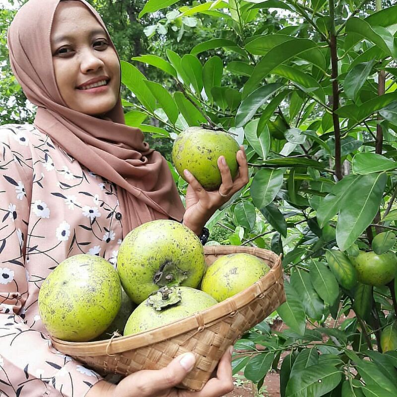 Bibit Black Sapote Super Jumbo Cepat Berbuah Okulasi