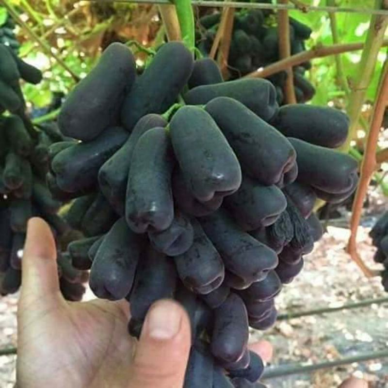 Bibit Anggur Moondrop