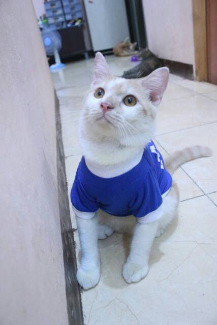 Kaos sablon aku bukan gembel untuk kucing dan anjing / baju kucing murah size S-XL