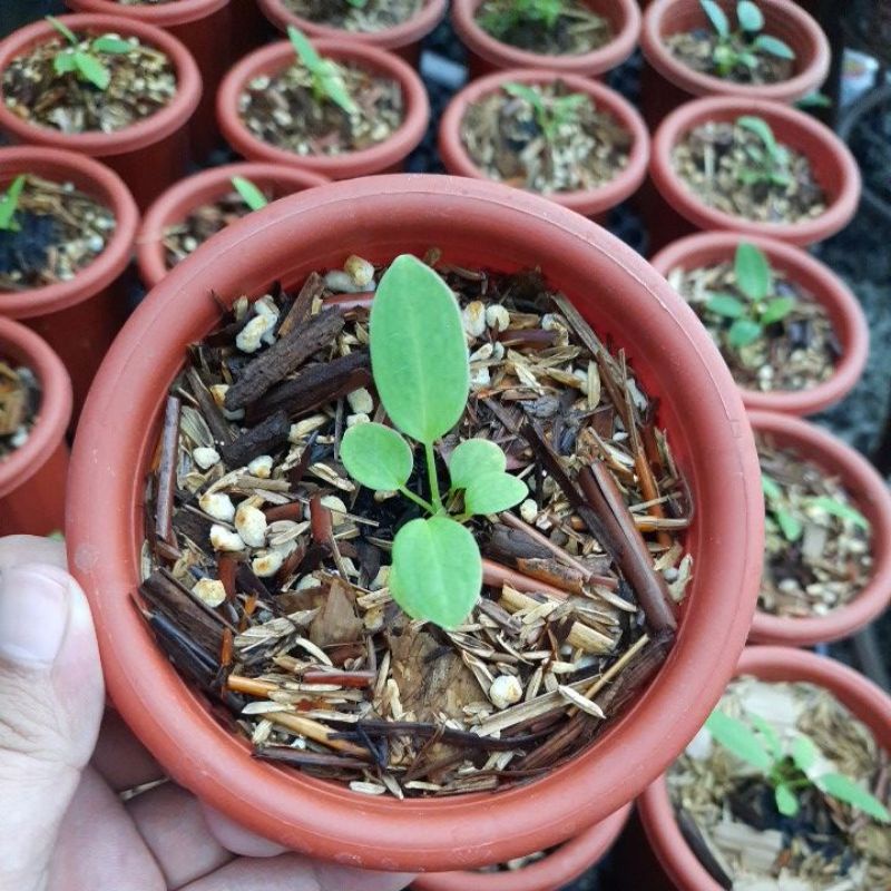 Baby Anthurium Lidah Gajah - Anthurium Warocqueanum Baby
