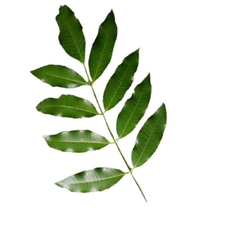 

Sedia Readyy Daun kedondong segar 100gram organik siap petik