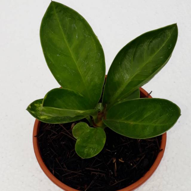 Jemani Varigata Mangkok