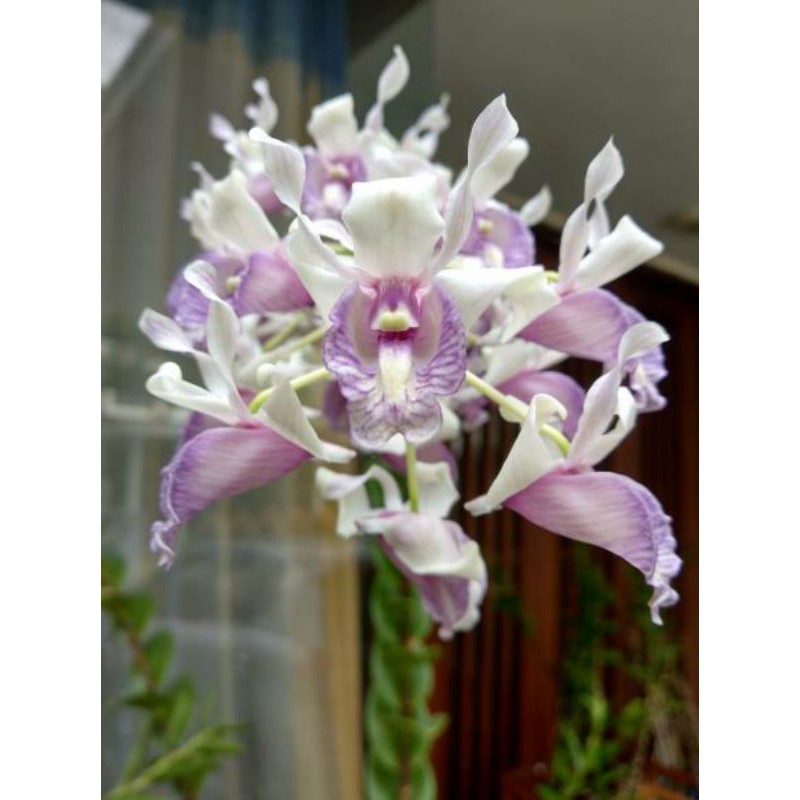 Anggrek Dendrobium Nindii Sp Dewasa Rawatan