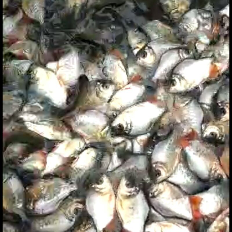 bibit ikan bawal 2 jari