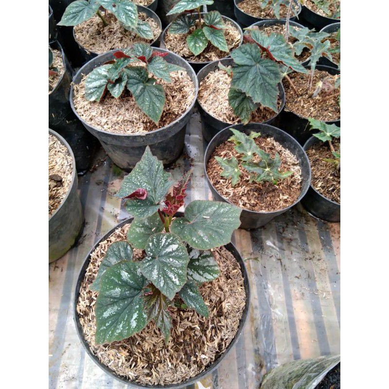 begonia merah/ begonia polka / begonia coklat