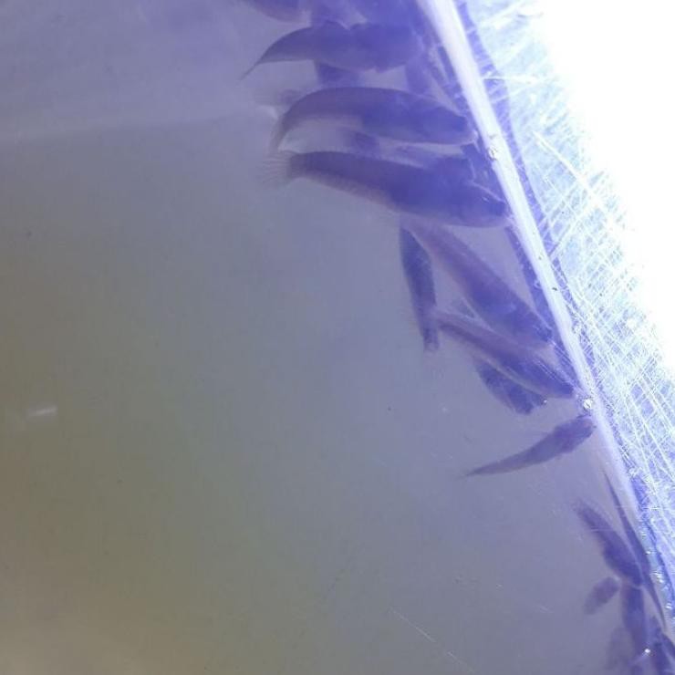 

M79✅ andrao Seller