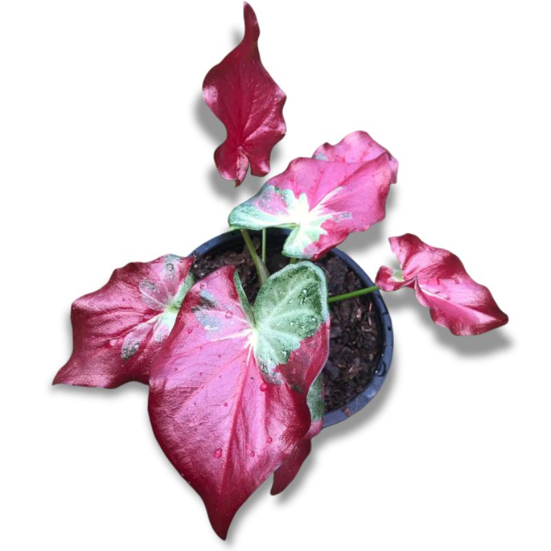 Caladium Shycool Caladium Catum Keladi Cat Tumpah/ Tanaman Hias Keladi Shycool size anakan murah sud