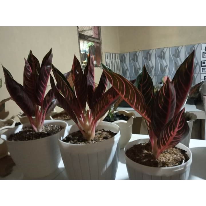 Aglonema red sumatra - Tanaman hias aglonema red sumatra - Aglonema pride of sumatera