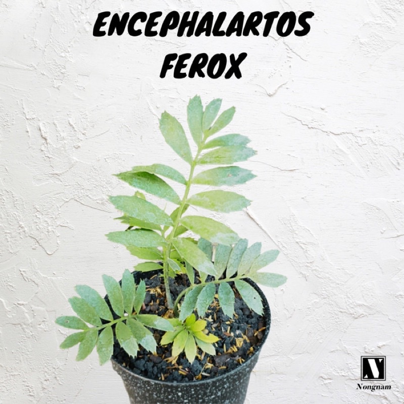 RARE [BIBIT TANAMAN LANGKA SIKAS IMPORT] Encephalartos Ferox